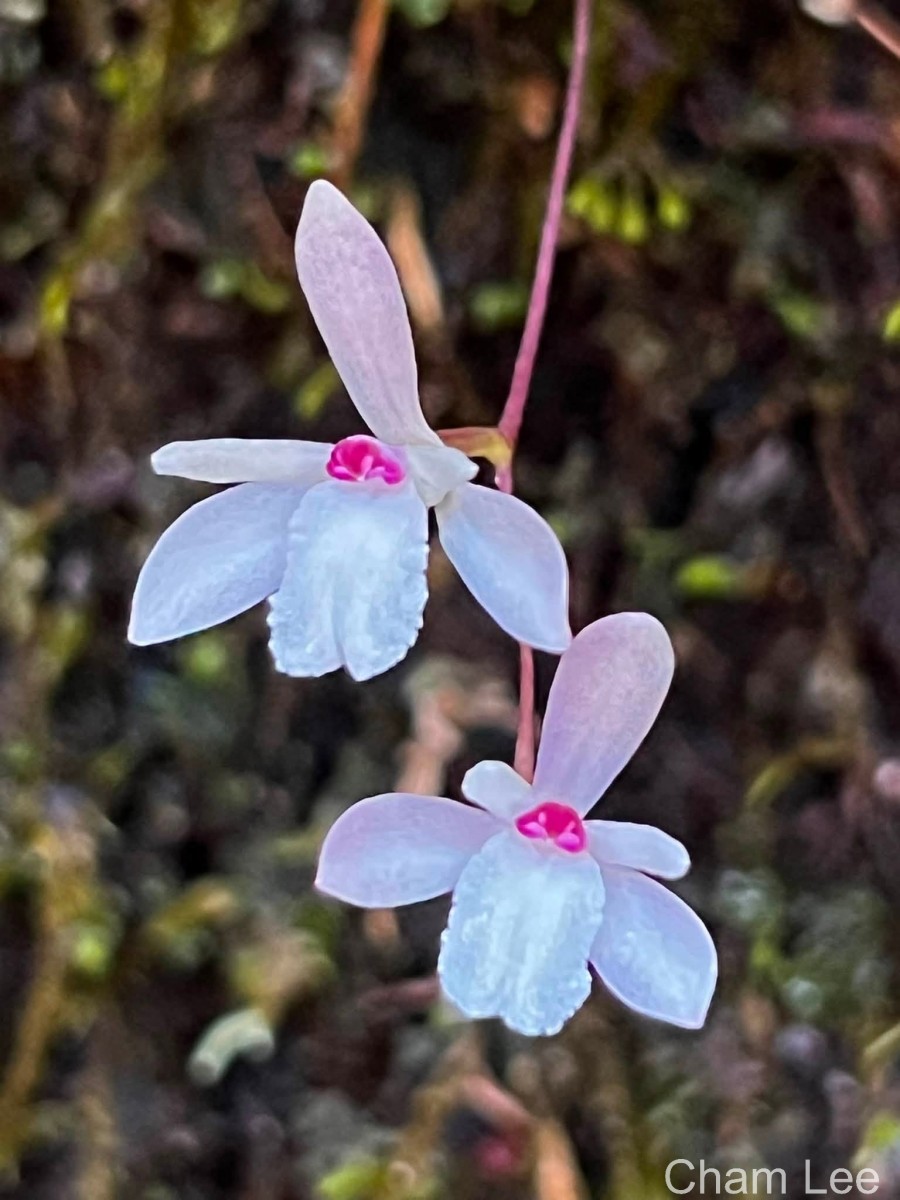 Adrorhizon purpurascens (Thwaites) Hook.f.